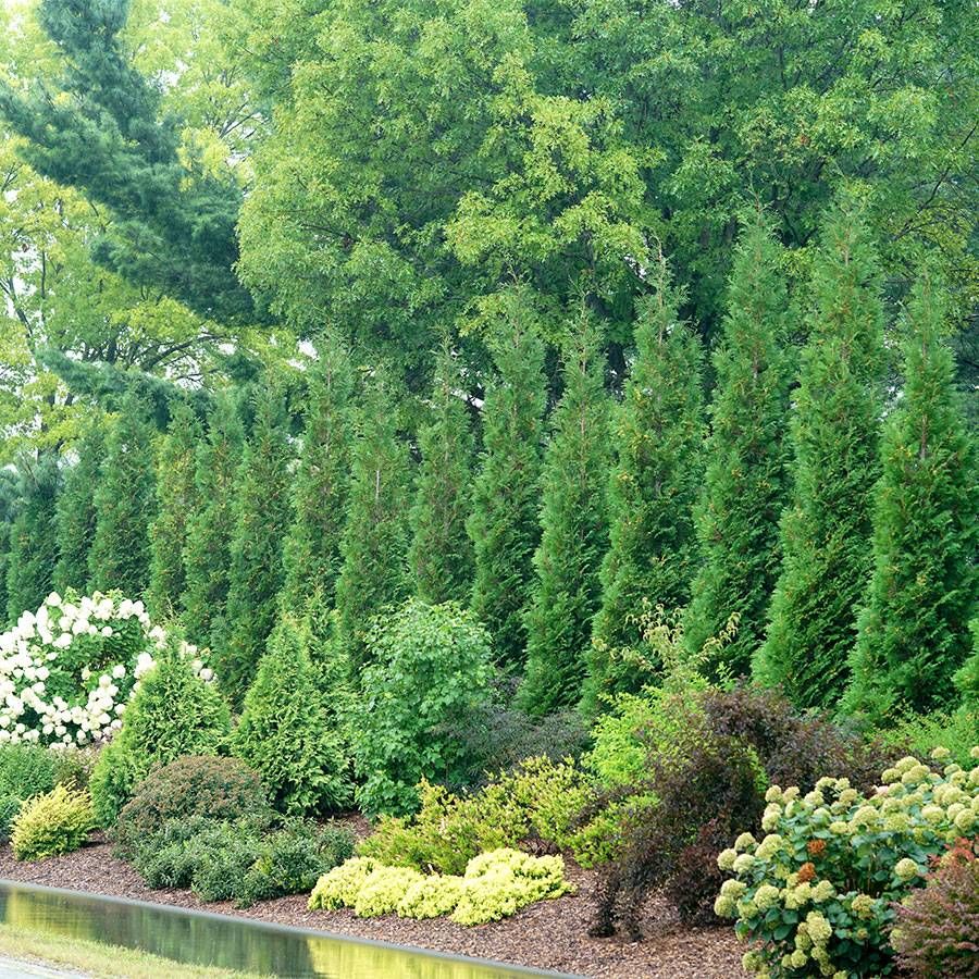 Thuja Full Speed A Hedge&reg; Image