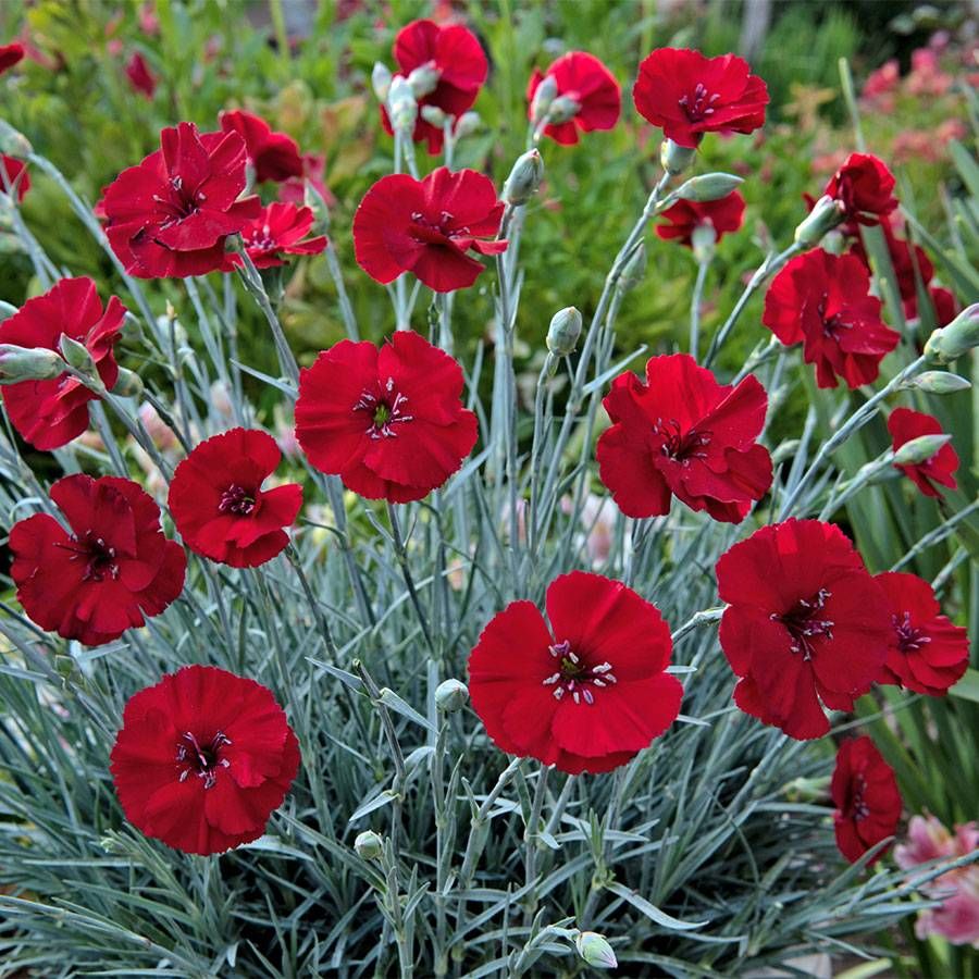Dianthus AMERICAN PIE&reg; Cherry Pie Image