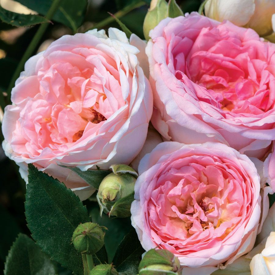 Sweet Rose of Mine Floribunda Rose Image