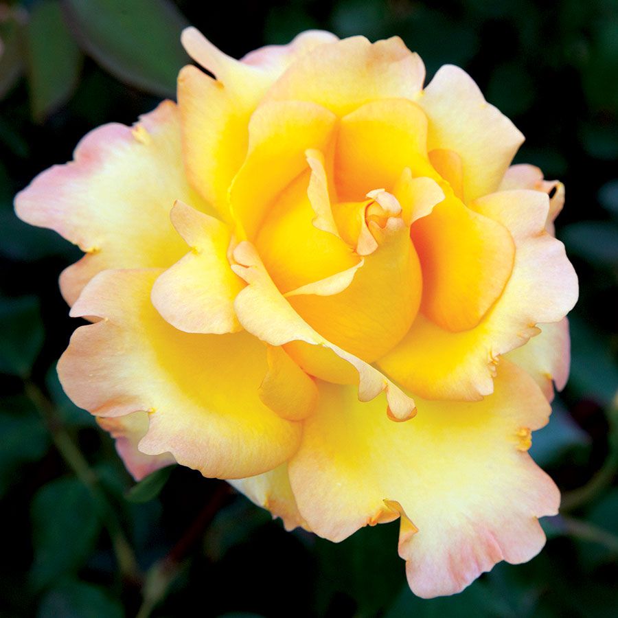 Gold Struck&trade; Grandiflora Rose Image