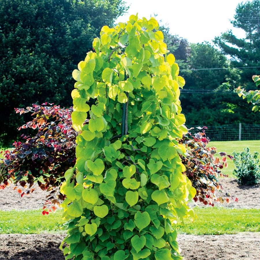 Cercis Golden Falls&reg; Image