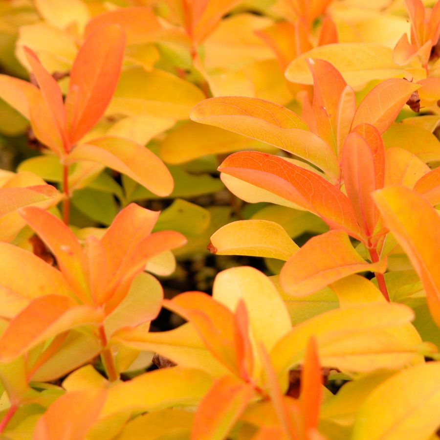 Hypericum 'Brigadoon' Image