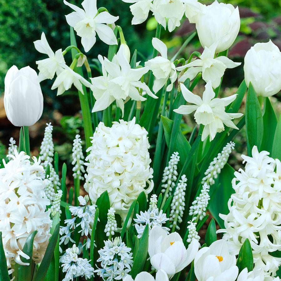 White Garden Bulb Collection | Spring-Blooming Bulbs | Jackson & Perkins