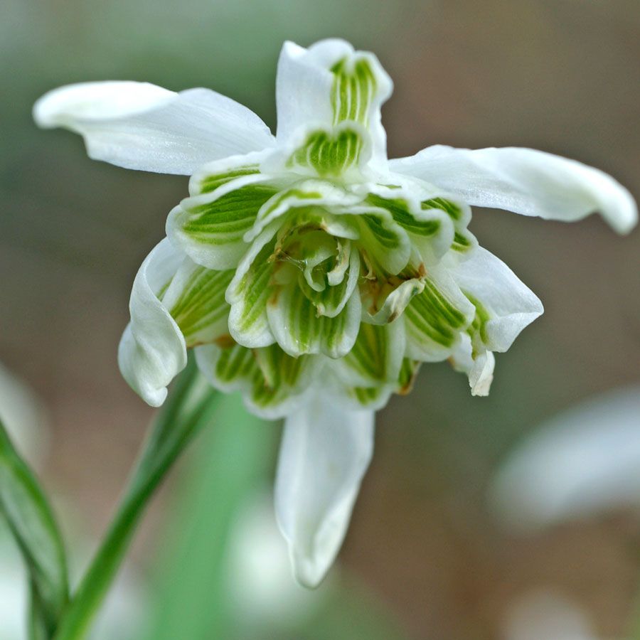Galanthus 'Hippolyta' Bulbs Image