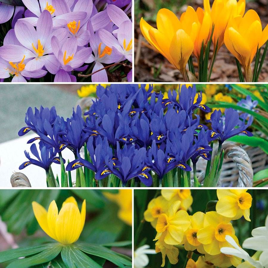 Bee & Bumblebee Honey Heaven Bulb Blend | Jackson & Perkins