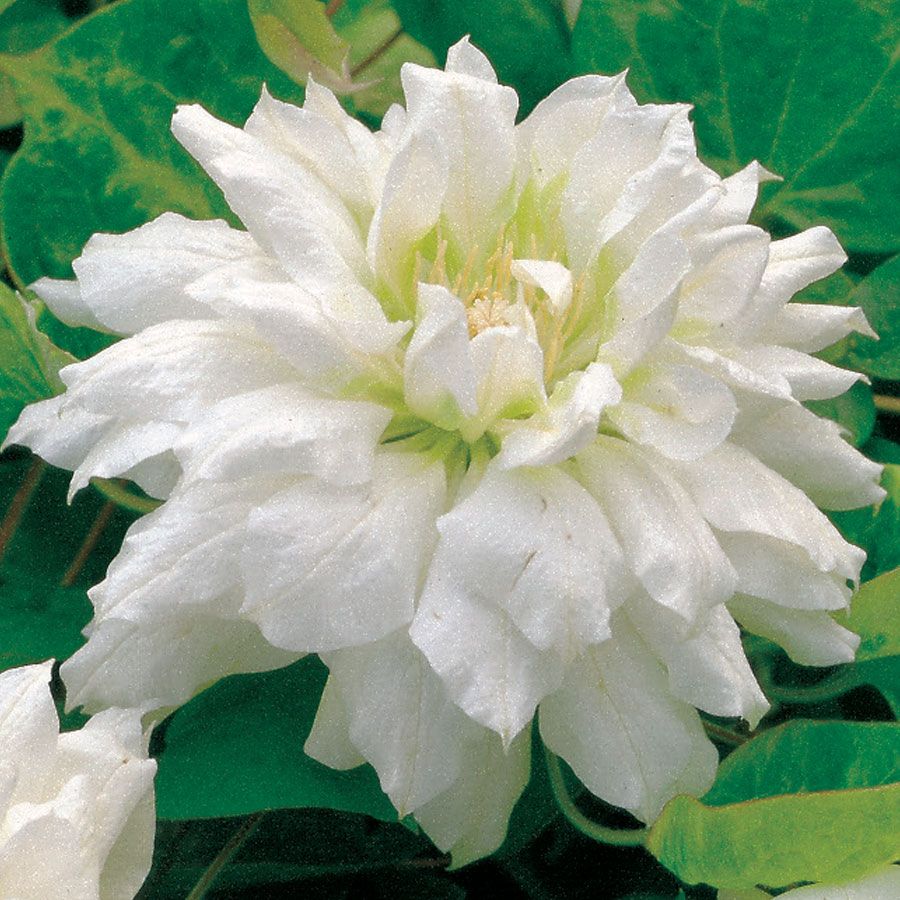 Clematis 'Duchess of Edinburgh' Image
