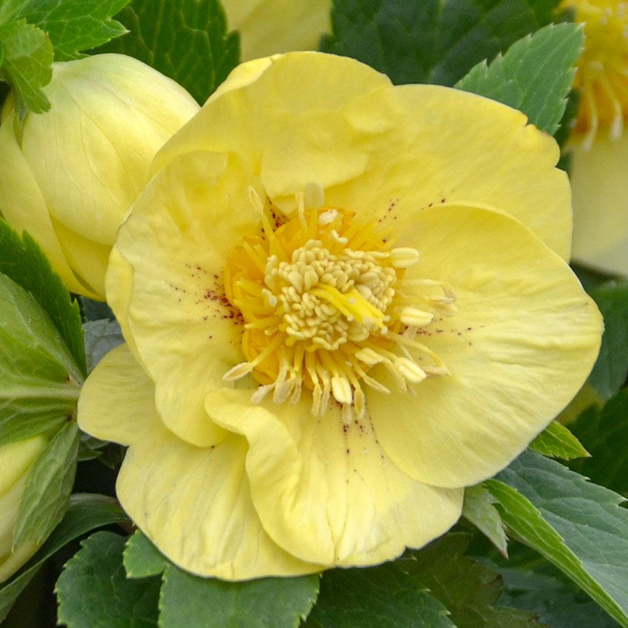 Helleborus 'California Dreaming' HONEYMOON&reg; Series Image