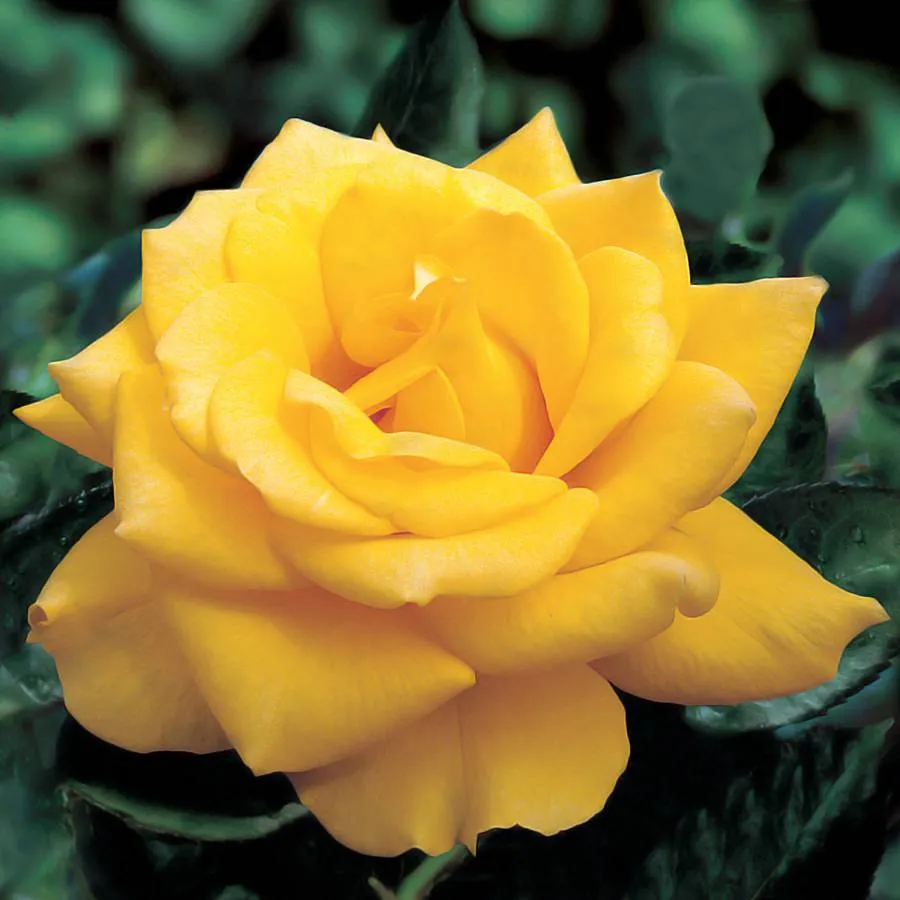 Yellow Tea Rose PlantFiles: The Largest Plant Identification Reference