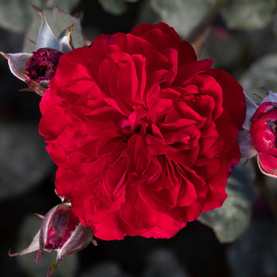 Never Been Redder Floribunda Rose Image