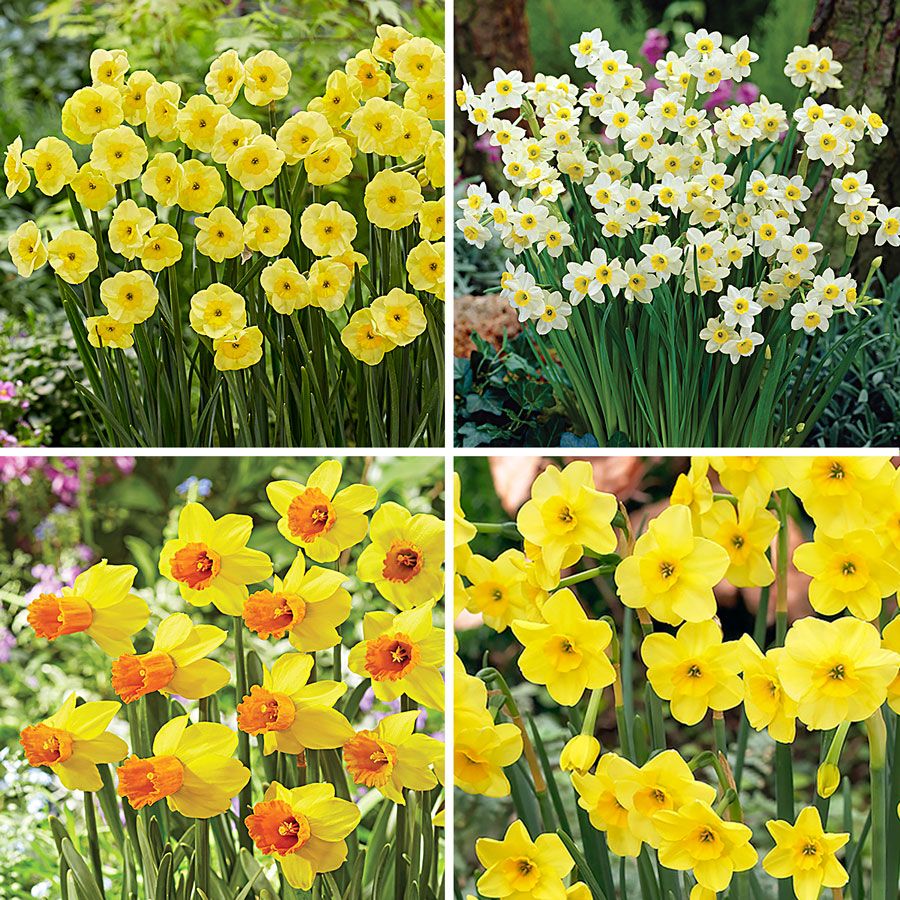 Narcissus Award Winning Deer Resistant Blend Daffodil Bulbs Image