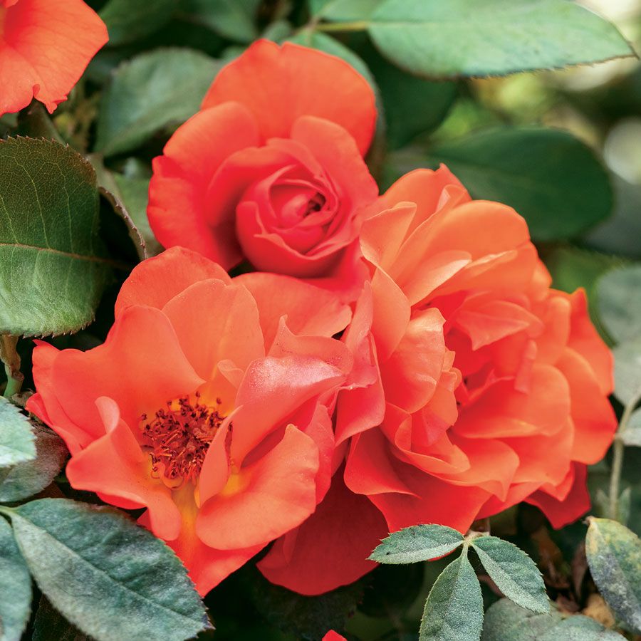 Mandarin Sunset Floribunda Rose Image