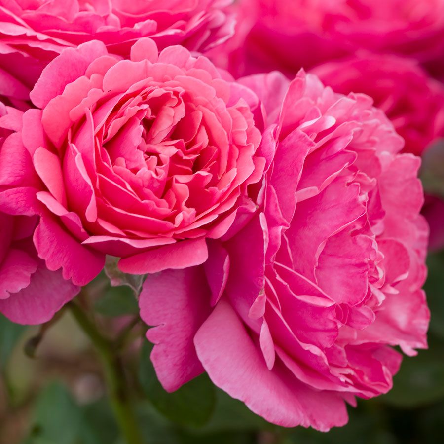 Dee-Lish&reg; Hybrid Tea Rose Image