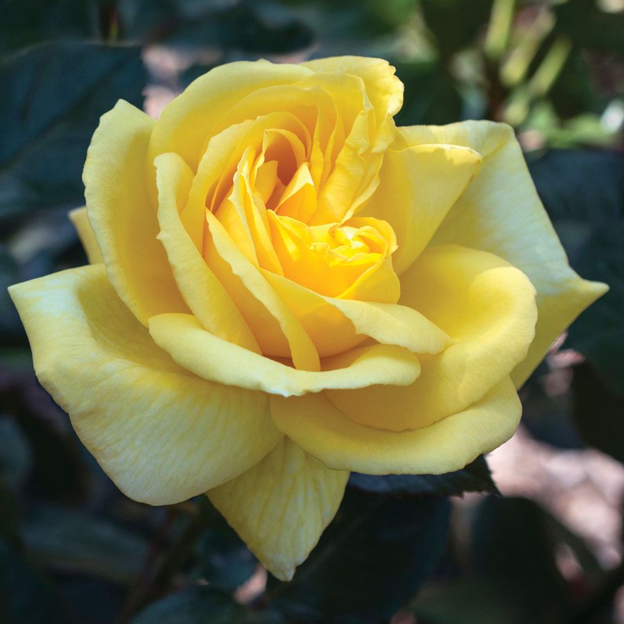 Eternal Flame&trade; Hybrid Tea Rose Image