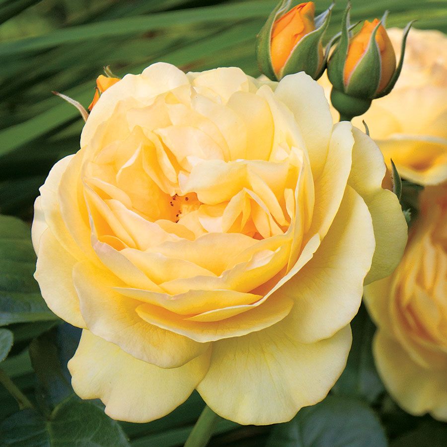 Julia Child Floribunda Rose Image