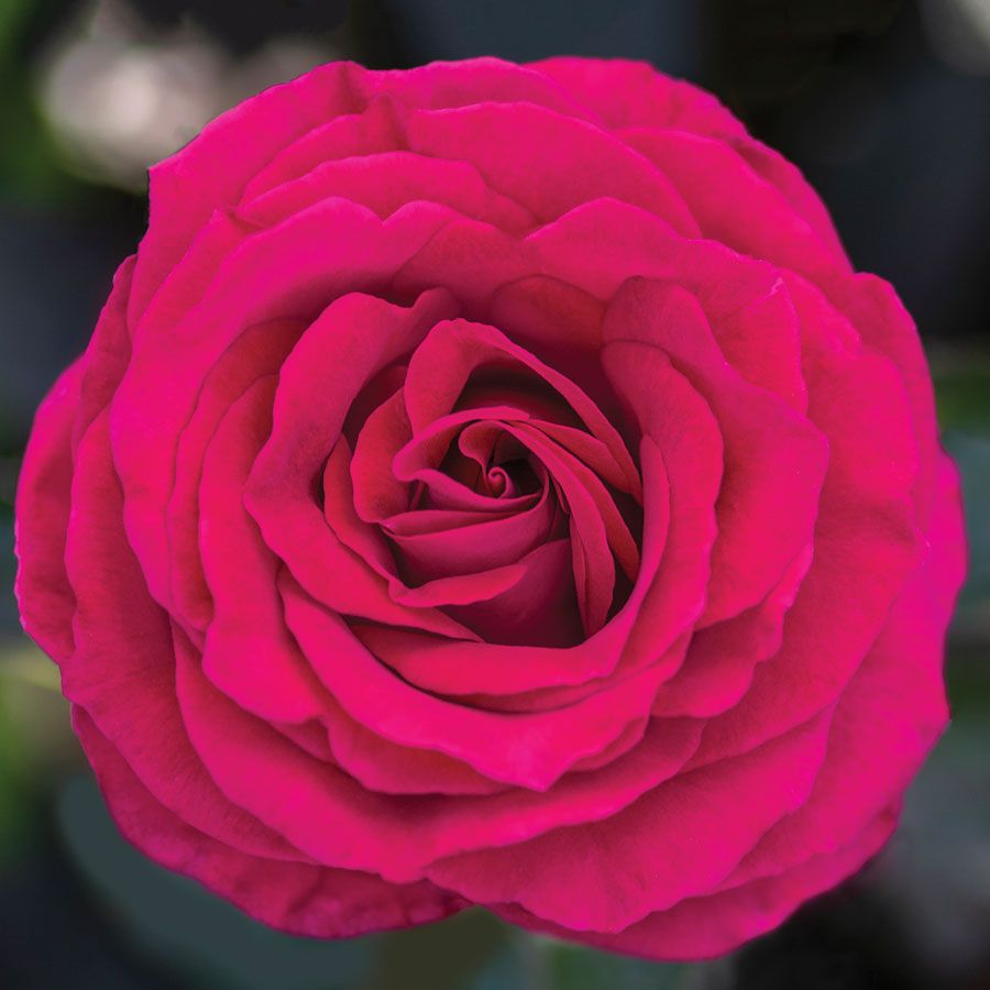 Stiletto&trade; Hybrid Tea Rose Image