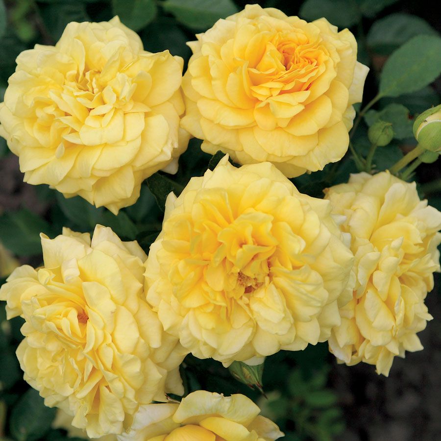 Tupelo Honey&trade; Sunbelt&reg; Floribunda Rose Image