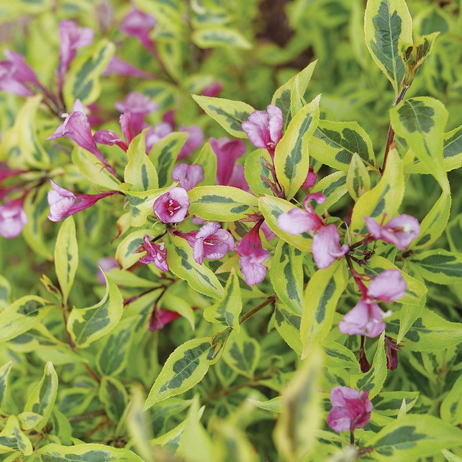 Weigela Bubbly Wine&trade; Image