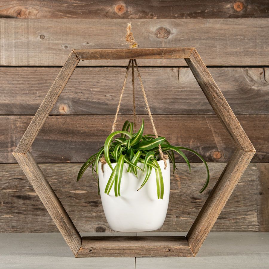 Hanging Spider Plant - Wood Hexagon Frame Image