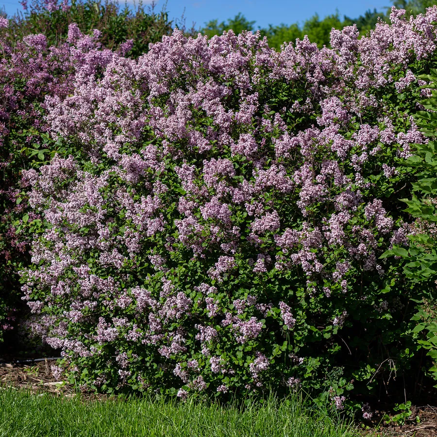 Dwarf Korean Lilac Syringa