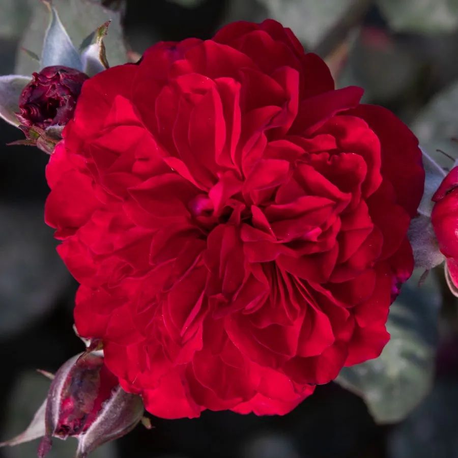 Never Been Redder Floribunda Rose Image