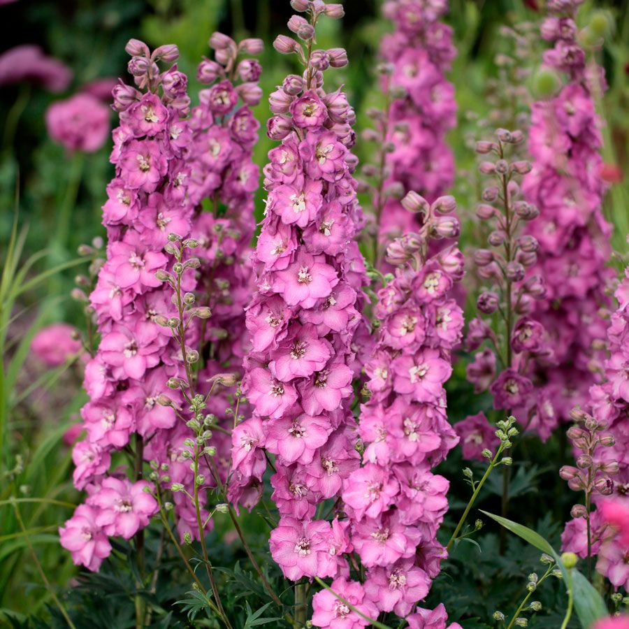 Delphinium Delgenius&trade; Chantay Larkspur Image