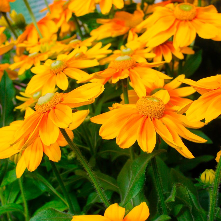 Rudbeckia 'Prairie Sun' Black-Eyed Susan Image