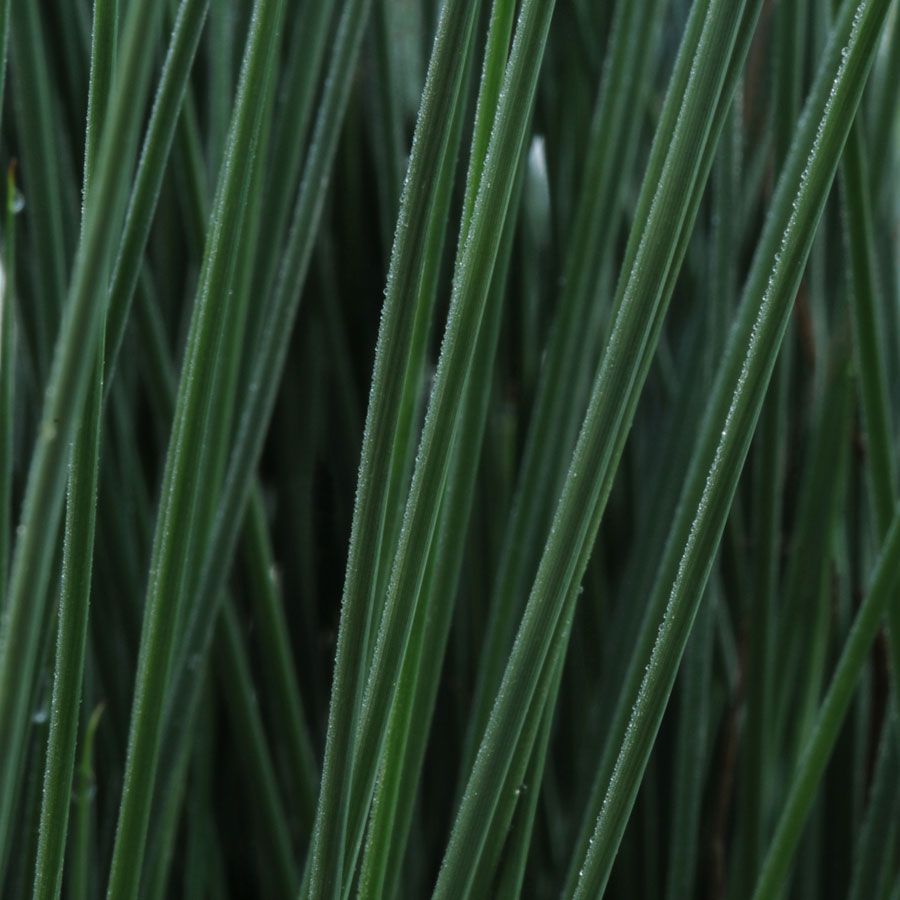 Juncus ColorGrass&reg; 'Blue Arrows' Rush Image