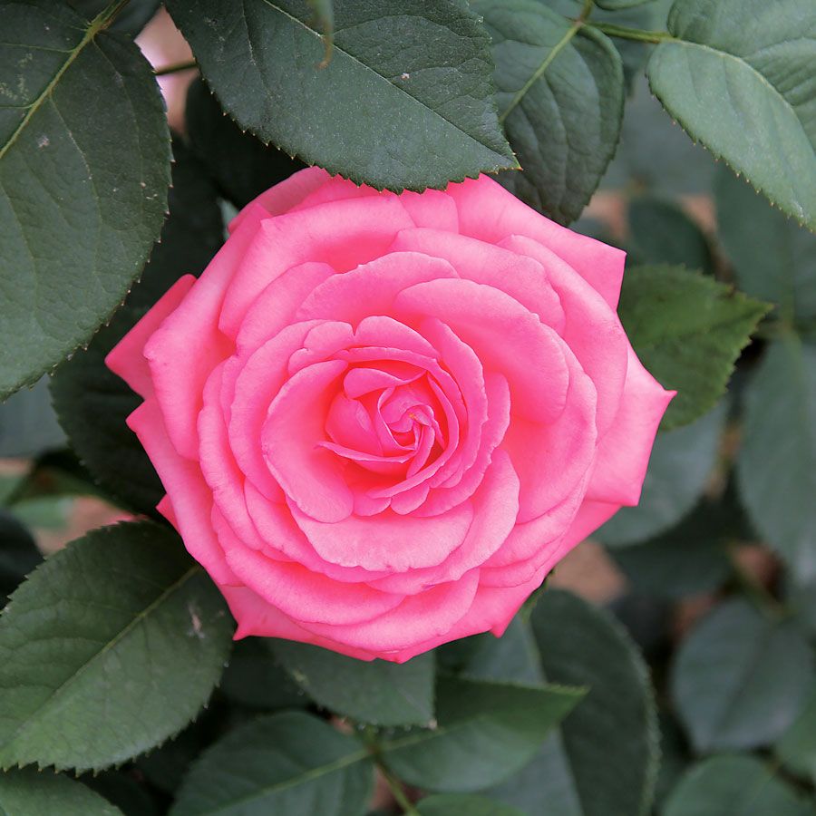 Canada Blooms Hybrid Tea Rose Image