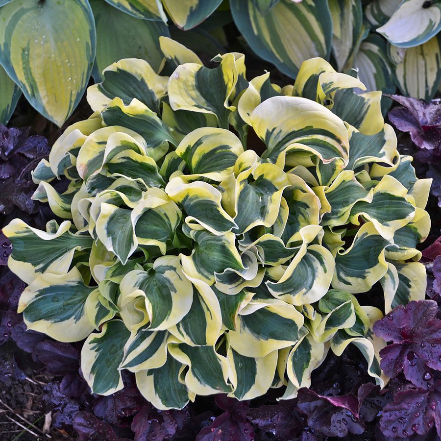 Hosta 'Mini Skirt' Plantain Lily Image