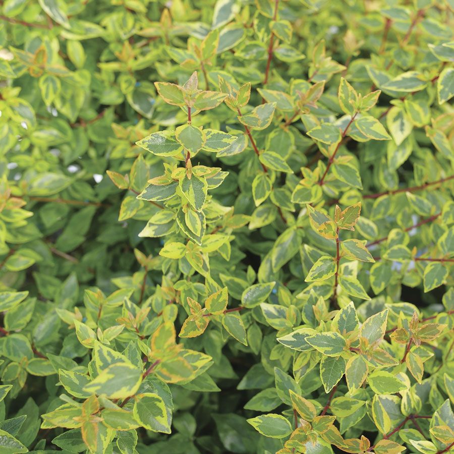 Abelia Brilliantina&trade; Image