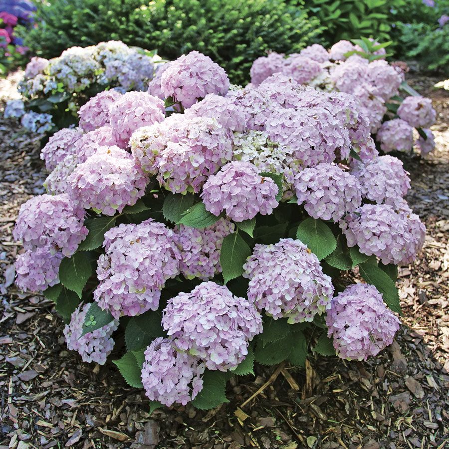 Wee Bit Hydrangea Wee Bit Innocent™ Bigleaf Hydrangea | Jackson & Perkins