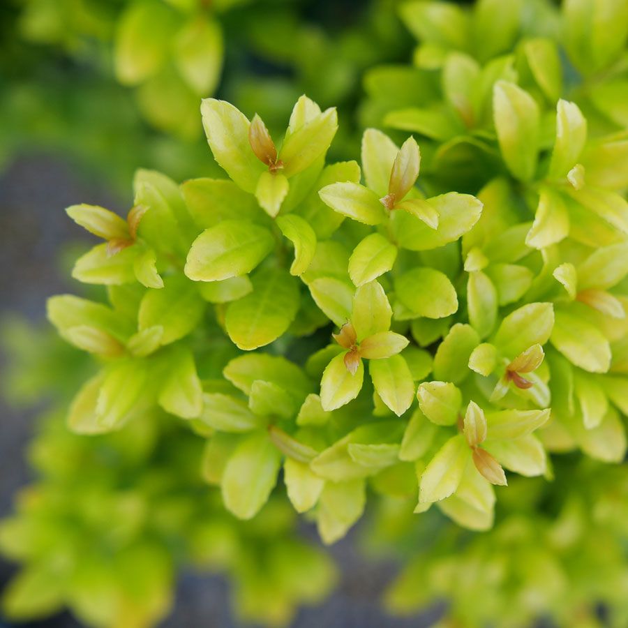 Ilex Glow Pop&trade; Japanese Holly Image