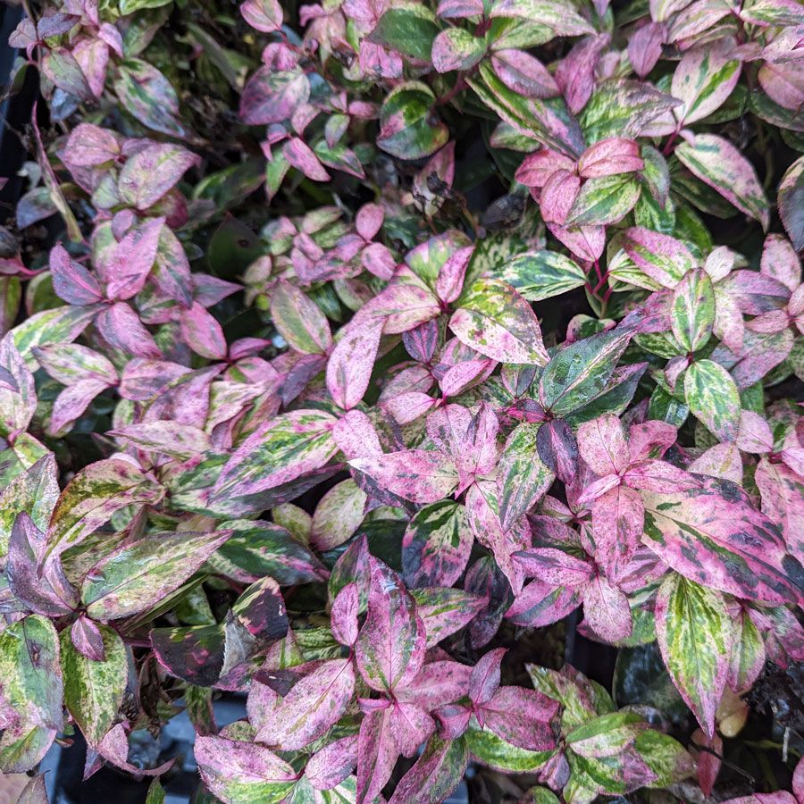 Lecothoe Paisley Pup&trade; Image