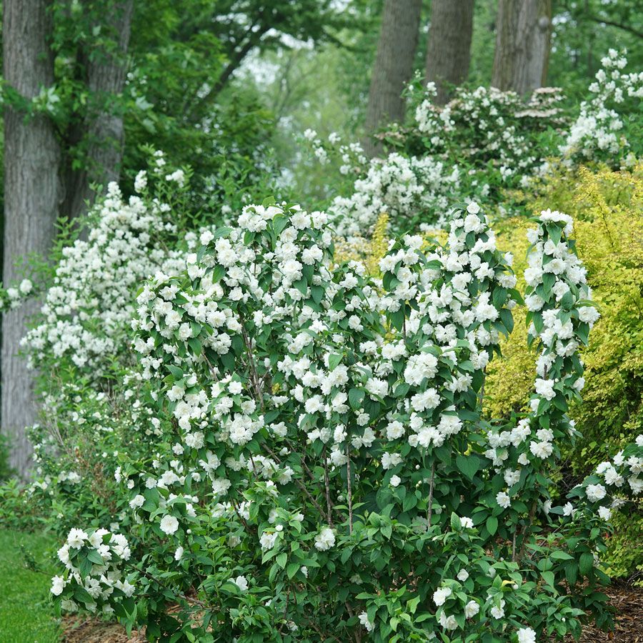 Philadelphus Illuminati Spice&trade; Mock Orange Image