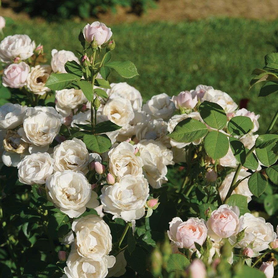 Rosa Flavorette Pear'd&trade; Edible Rose Image