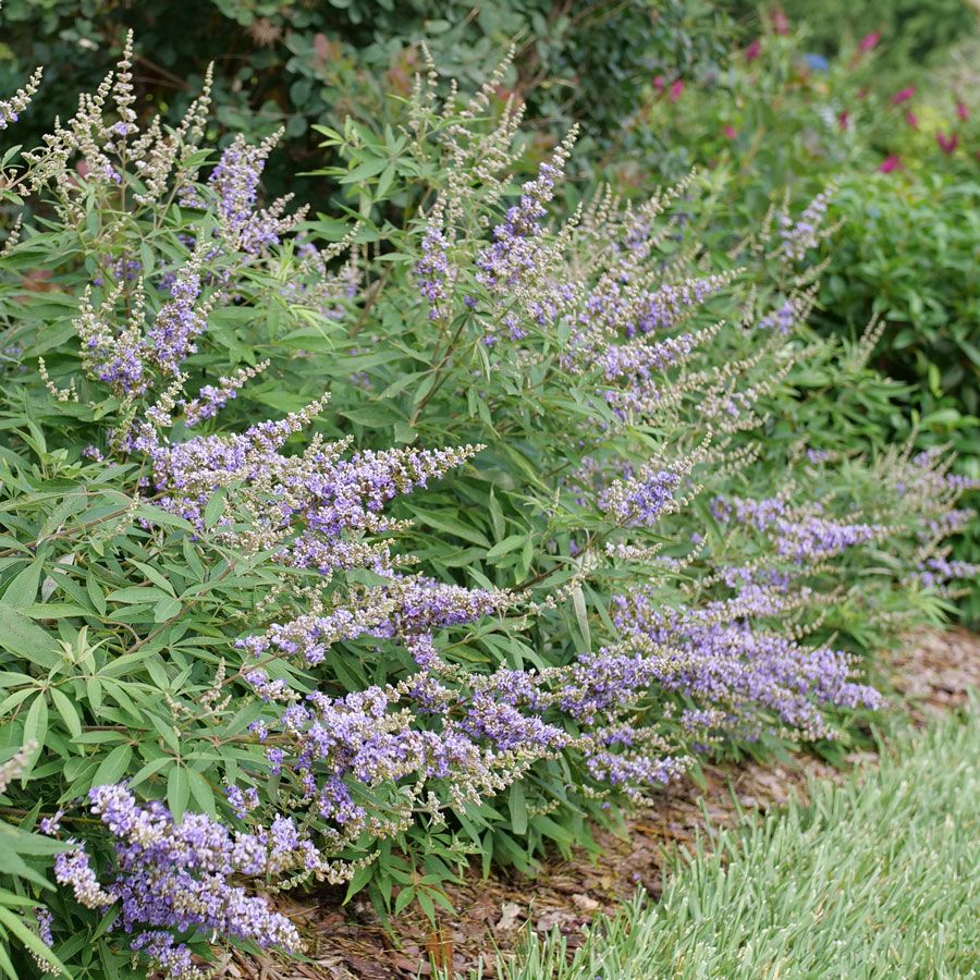 Vitex Rock Steady&trade; Chastetree Image