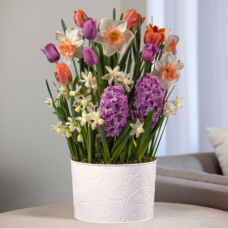 Peach Charm Bulb Garden Image