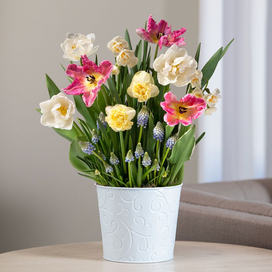 Spring Kiss Bulb Garden Image