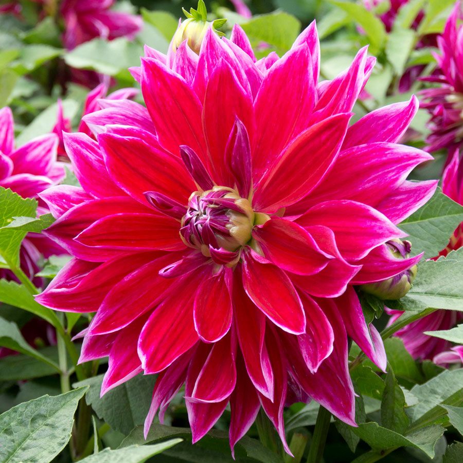 Dahlia Mero Star Decorative Dahlia Bulb Image