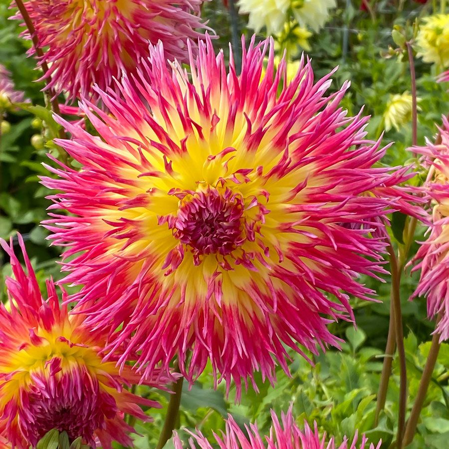 Dahlia Lindsay Michelle Fimbriata (Decorative x Semi Cactus) Dahlia Bulb Image