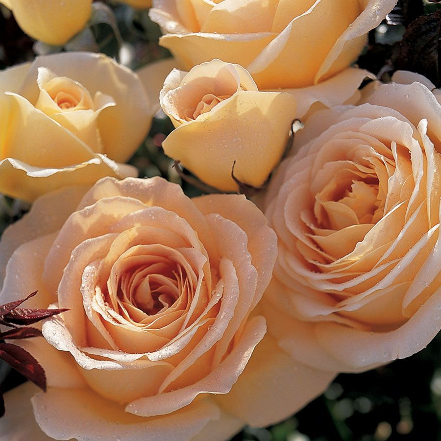 Honey Bouquet&trade; Floribunda Rose Image