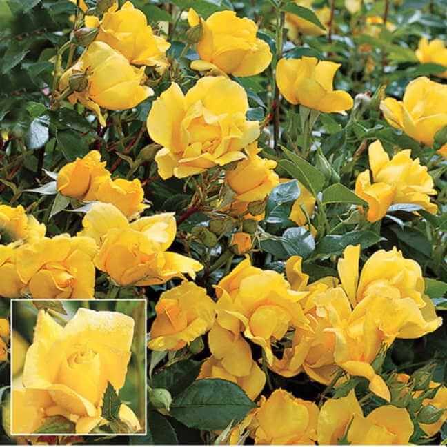 Yellow Simplicity Hedge Rose | Jackson & Perkins