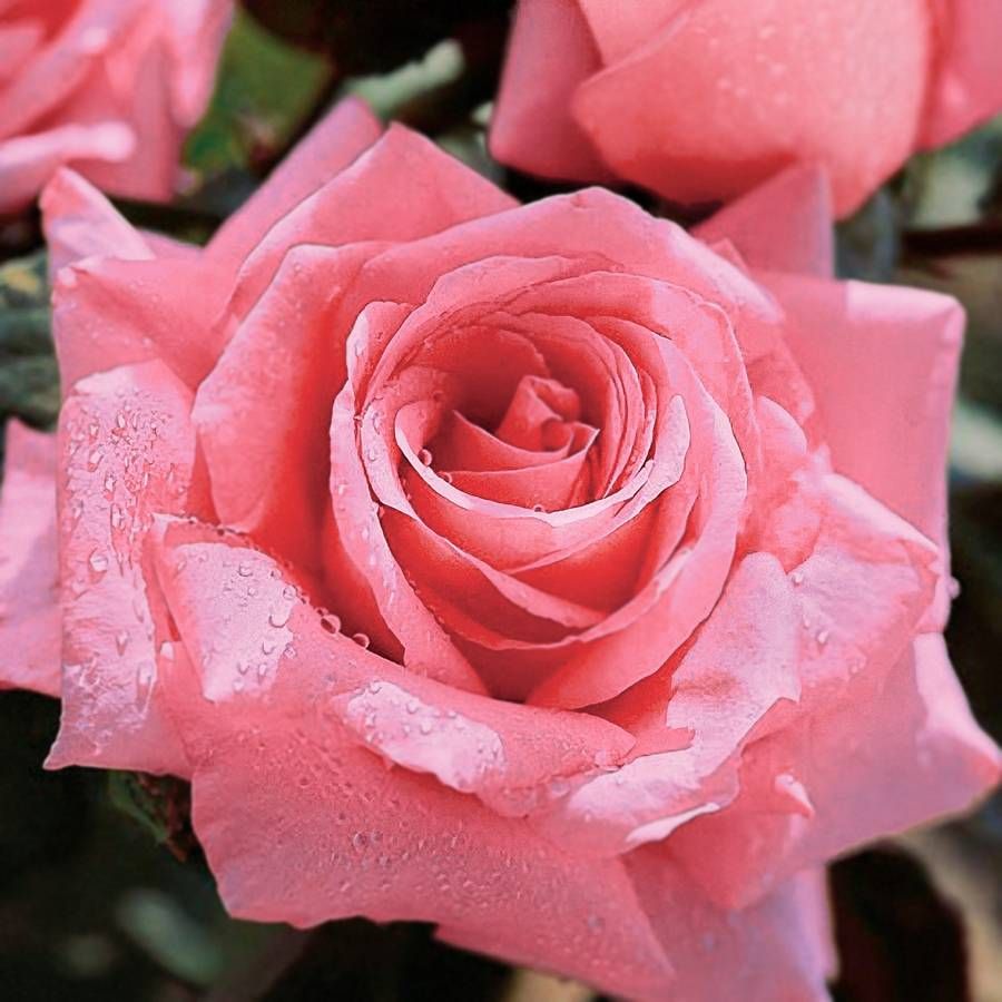 Beautiful Dreamer Hybrid Tea Rose Image