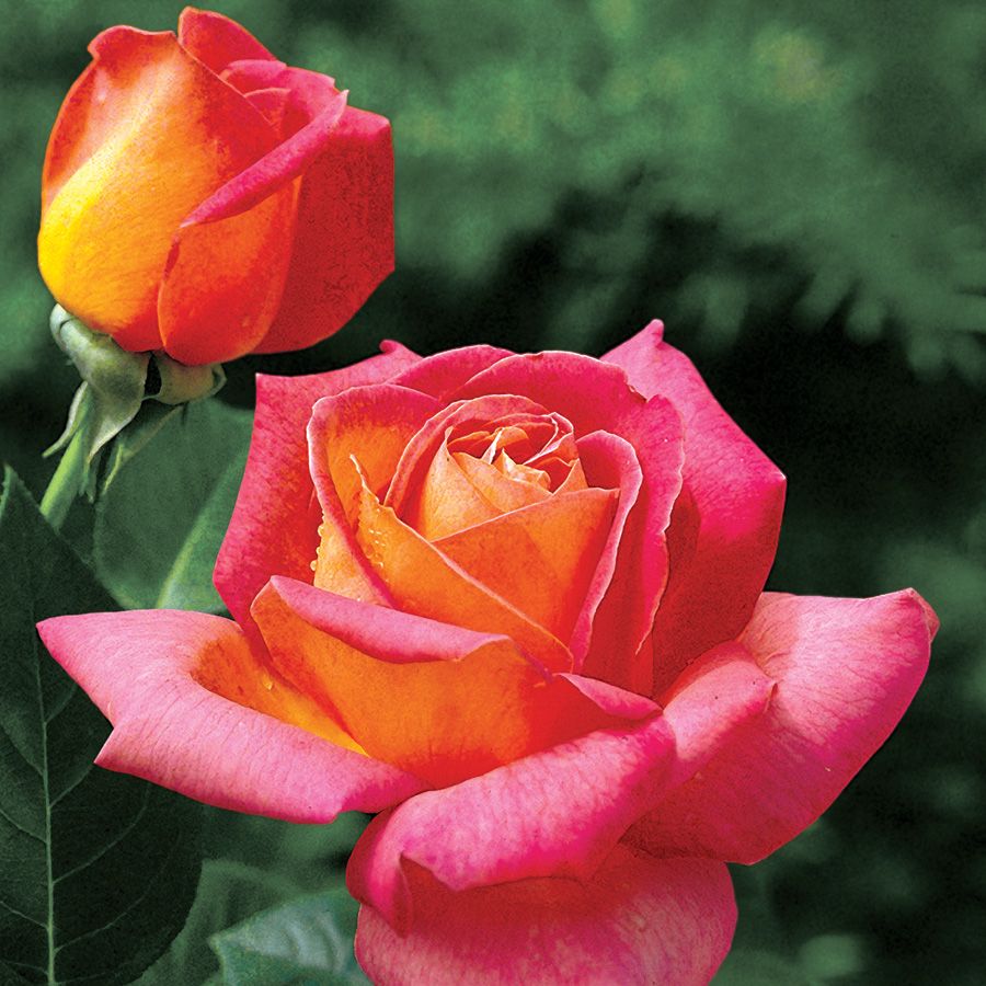 Summer Nights Hybrid Tea Rose Image