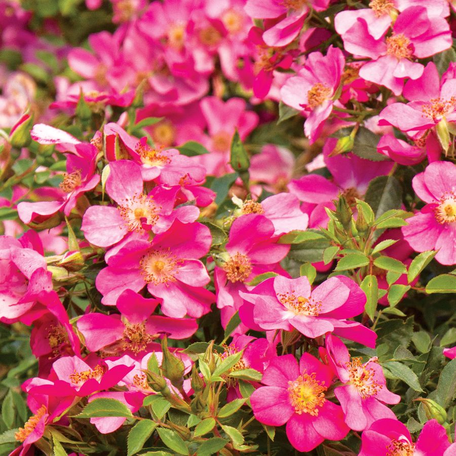 Party Dress Ground Cover Rose Image