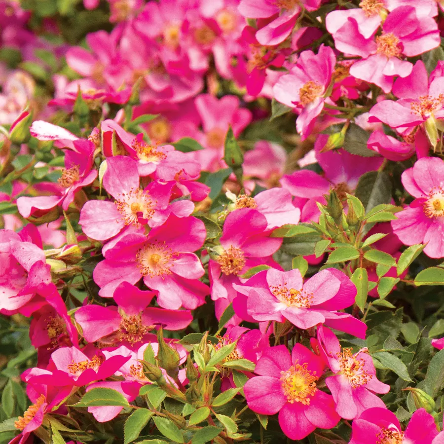 party dress groundcover rose I never promised you a rose garden oh wait..yes we did From classic favorites to bright, beautiful blooms, our rose display is full of gorgeous varieties to choose from. And if