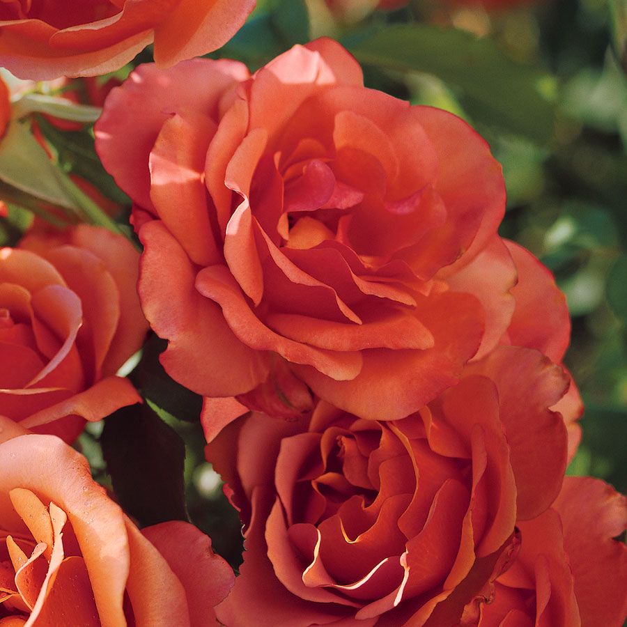 Sun Cap Roses Tuscan Sun Floribunda Rose | Jackson & Perkins