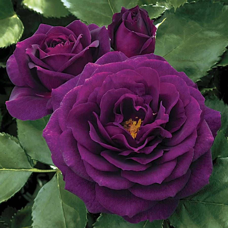 Ebb Tide&trade; Floribunda Rose Image