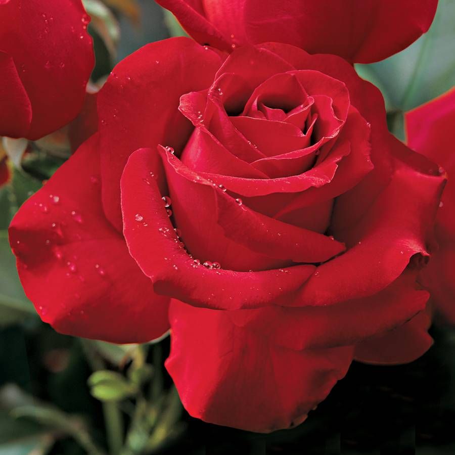 Veterans' Honor&reg; Hybrid Tea Rose Image