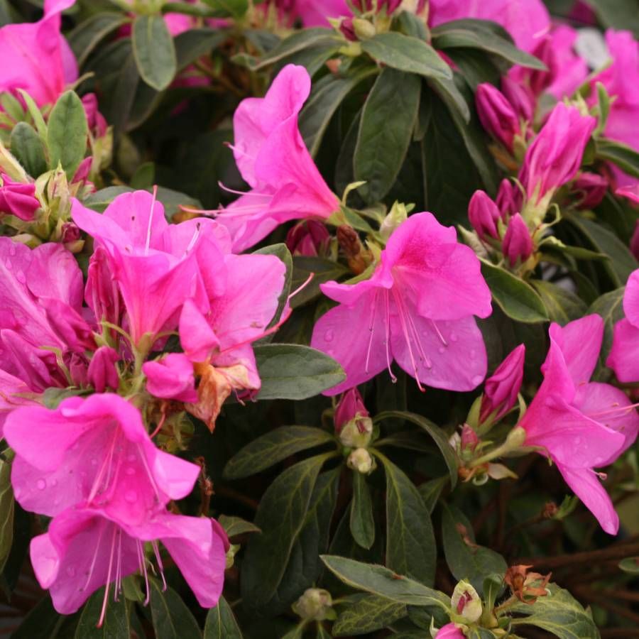 BloomaThon® Lavender Azalea at Jackson & Perkins